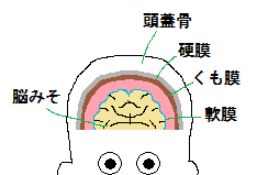 脳の膜